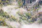 Mist rising from tapestry of blooming trees in spring-Great Smoky Mountains NP-NC Art Print